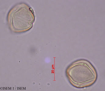 ISEM 1/Discaria_serratifolia_28599/Discaria_serratifolia_28599_0001(copy)_thumb.jpg